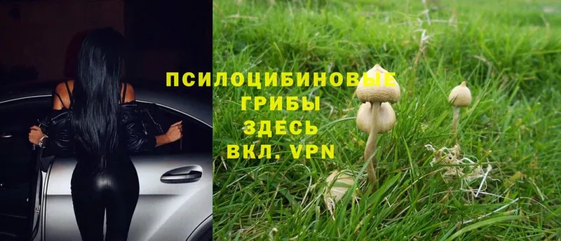 Галлюциногенные грибы Cubensis  Апатиты 